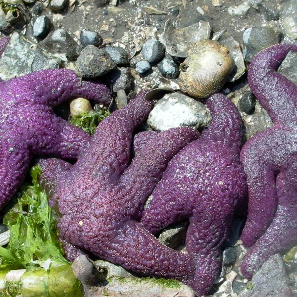 starfish
